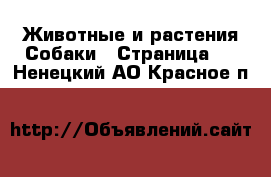 Животные и растения Собаки - Страница 4 . Ненецкий АО,Красное п.